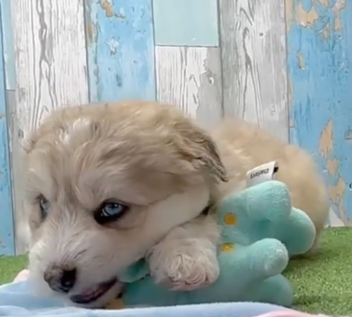 mini huskydoodle puppy playing with a plush chew toy
